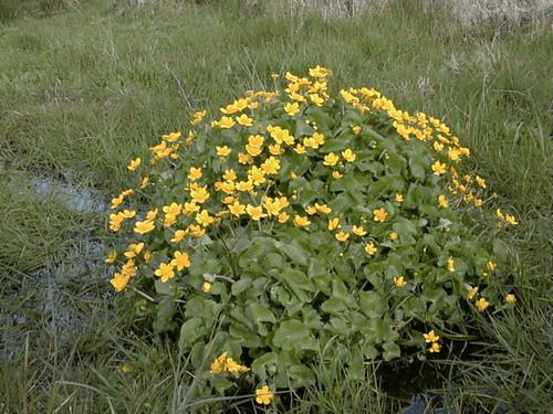 Kingcups near Woodland