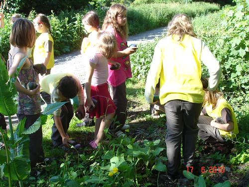 Brownies at work on their garden for butterflies